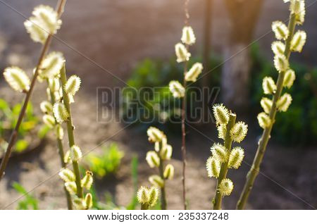 Willow Branches In The Garden, Spring Flowers, The Concept Of Spring, Close-up. Macrophotography