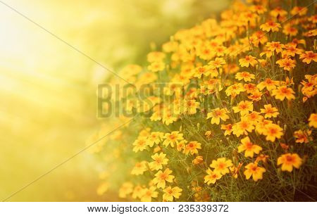 Blurred Autumn Background With Growing Tagetes Tenuifolia Flowers. Sunny Day. Beautiful Natural Flor