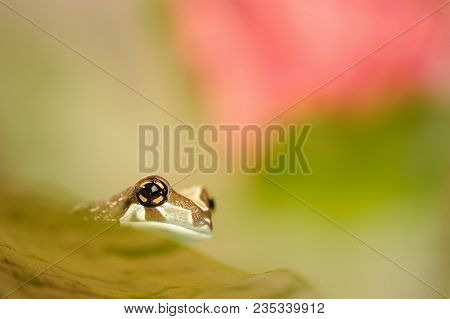 Mission Golden-eyed Tree Frog. Natural Background Photo. Frog On Leaf.