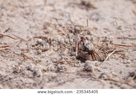 Fiddler Crab Uca Panacea Comes Out Of Its Burrow