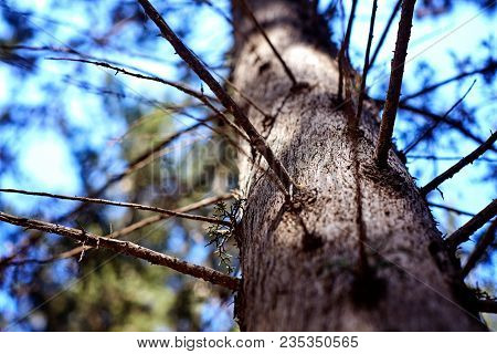 Bottom To Top Horizontal View Of A White Tree Trunk And Branches With No Leafs Against A Blue Sky Ba