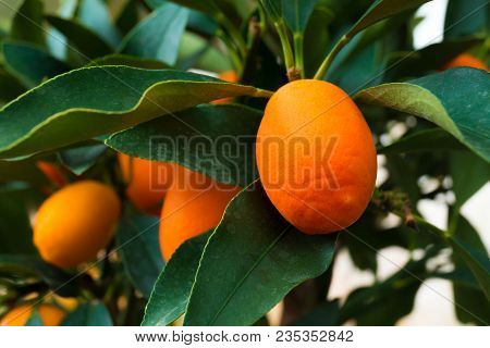 Kumquat Tree Small Oblong Oranges On A Tree