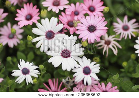 A Diasy Flower In Garden At Spring Time