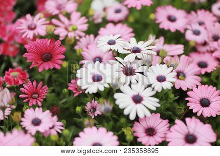 A Diasy Flower In Garden At Spring Time