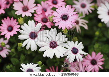A Diasy Flower In Garden At Spring Time