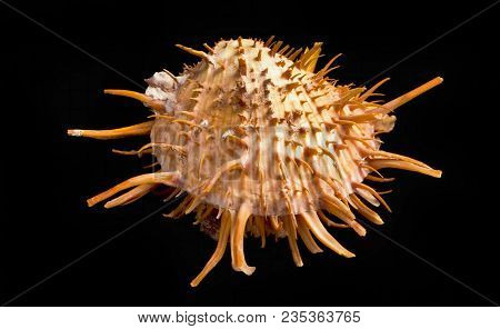 Orange Spiny Oyster Shell Found In The Warm Waters Of The Sea Of Cortez.