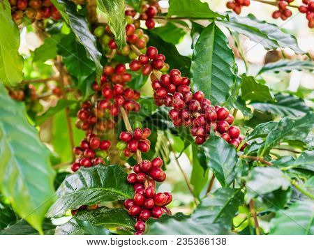 Close Up Of Cherry Coffee Beans On The Branch Of Coffee Plant Before Harvesting.closeup Shot With Sh