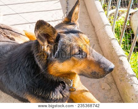 Dog Lying On The Ground In The Yard Looking Into The Distance