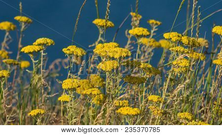 Flowers Of Fernleaf Yarrow Or Achillea Filipendulina Macro, Selective Focus, Shallow Dof.