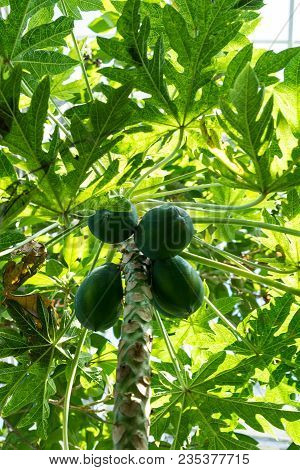 Melon Tree With Ripe Fruit, Carica Papaya Caricaceae From South America