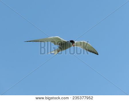 White Seagull Flying With Spread Wings In A Clear Blue Sky