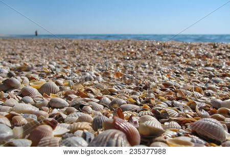 Wet Colored Seashells On The Beach Near The Blue Sea On A Clear Sky Background