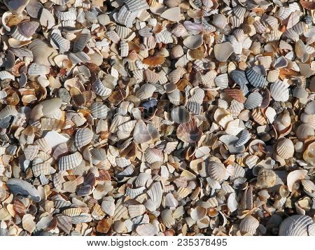 Background Of Multicolored Small Seashells, Texture Of Shellfish Shells
