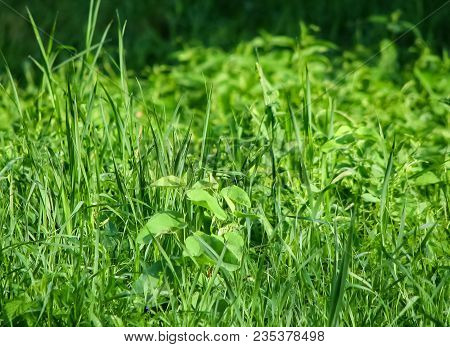 Bright Green Grass With Small Drops Of Dew On A Blurred Green Background
