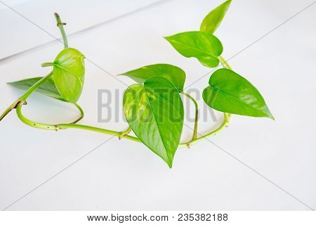 Beautiful Epipremnum Aureum Or Money Plant On White Background Isolated.  A Popular House Plante Cli