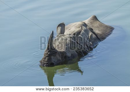 Rhinoceros Unicornis, Indian Rhinoceros Bathing In Karnali River In Nepal
