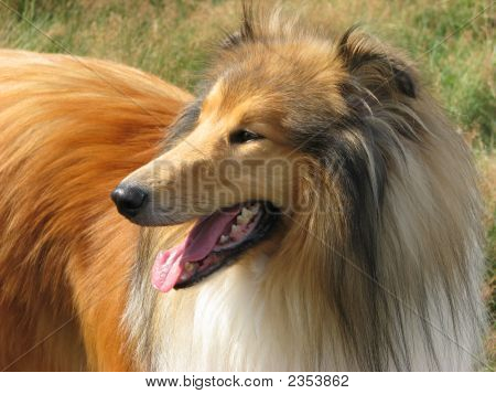 Rough Collie