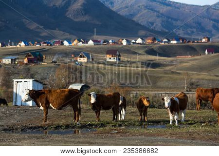 Cows grazing in the village at mountains.