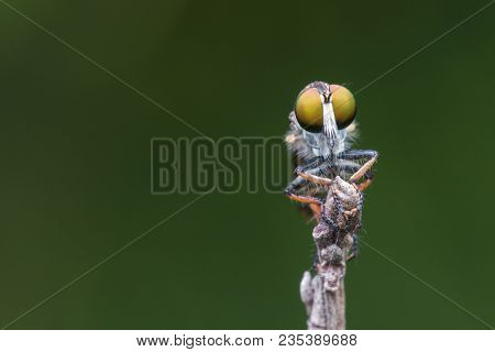 Close up of robber fly with prey , Close up of robber fly (Asilidae) or assassin fly waiting in ambu