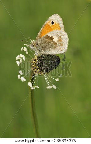 Small Heath - Coenonympha Pamphilus
Underside On Plantain Flower