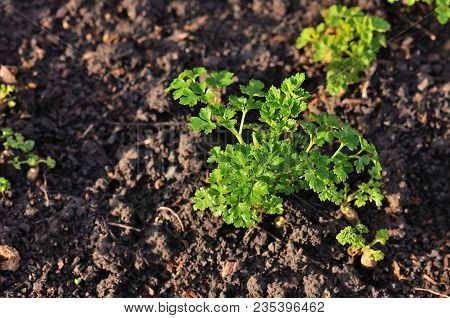 Leaves Of Garden Parsley, Petroselinum Crispum, In A Garden Bed.