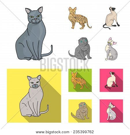 Siamese And Other Species. Cat Breeds Set Collection Icons In Cartoon, Flat Style Vector Symbol Stoc