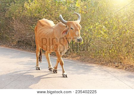 A Red Cow In India With A Bell, Goes On The Road. Beautiful Cow.