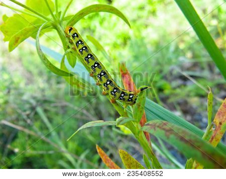 Hawk-moth Caterpillar On The Green Plant  On Meadow