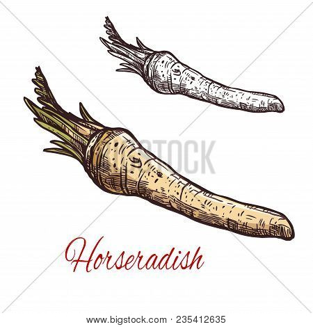 Horseradish Vegetable Sketch With Root Of Spice Plant. Fresh Horseradish With Green Leaf Isolated Ic
