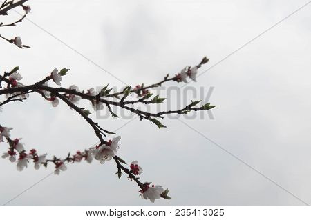 A Flower On A Tree, The Middle Of Spring
