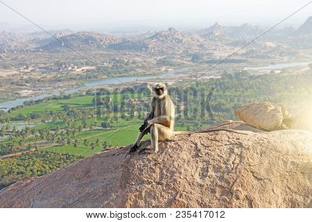 A Monkey With A Black Face Or Snout Sits On Top Of A Mountain In India, Hampi, On Mount Hanuman.