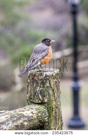 American Robin (turdus Migratorius) Is A Migratory Songbird In The Thrush Family
