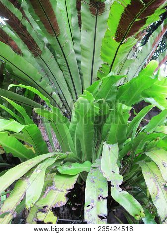 Pteridophyta, Tanaman Paku-pakuan, Green Tropical Plant Photography