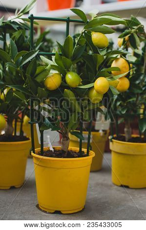 Limequat Tree - Citrofortunella Hybrid Of Lime And Kumquat.
