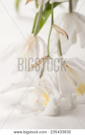 Flowers Of Coelogyne Cristata Orchid, Close Up Shot