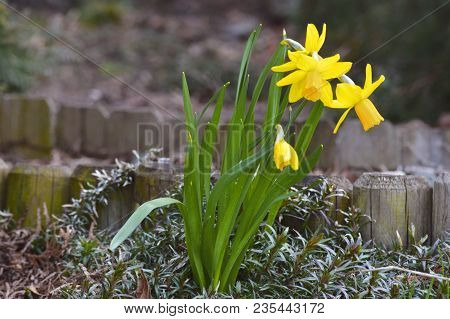 First Spring Yellow Daffodils In Our Garden