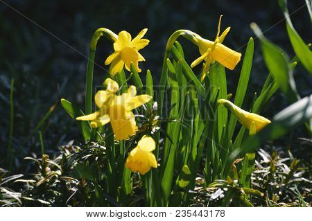 First Spring Yellow Daffodils In Our Garden