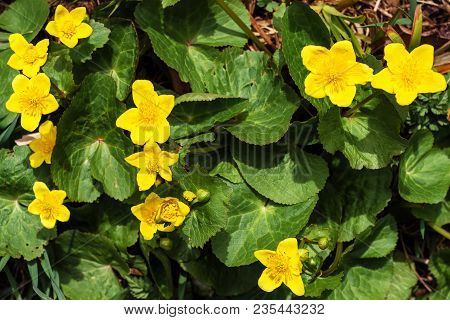 A Wonderful Yellow Flower Is A Puddle That Grows In Swampy Terrain 2018