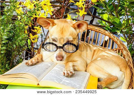 Podenco Dog Reading His Favorite Book,surrounded By Green Plants , Relaxing And Sitting On A Lounger