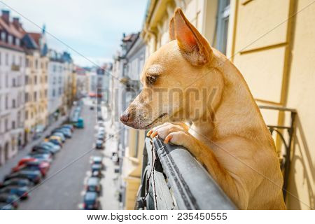 Nosy Watching Podenco  Dog Form Top Of Balcony, Very Curious And Looking Around