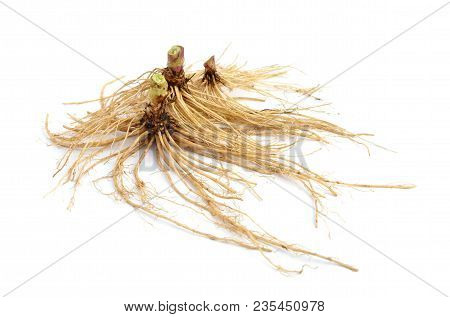 Valeriana Root Isolated On White Ba Ckground.