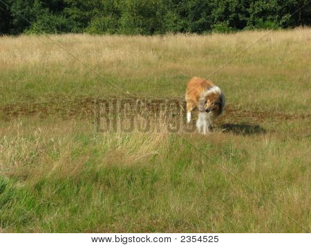 Um cão Collie solitário