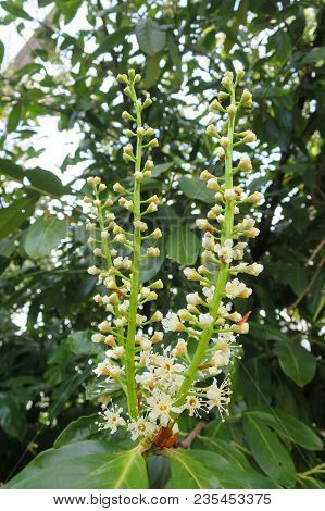 Privet Flower Evergreen Hedge Plant Privet Flower Evergreen Hedge Plant