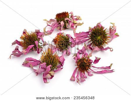 Dried Flowers Echinacea Purpurea (eastern Purple Coneflower Or Purple Coneflower) Isolated.