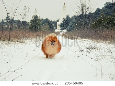 Pomeranian Spitz, Orange Dog Running Through The Snow