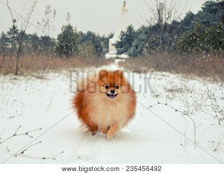 Pomeranian Spitz, Orange Dog Running Through The Snow