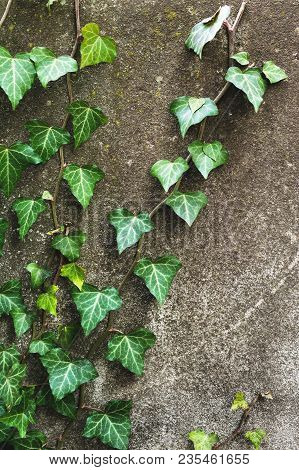Close-up Of A Natural Background Of Green Ivy Stems With Leaves Crawling On A Cement Wall.