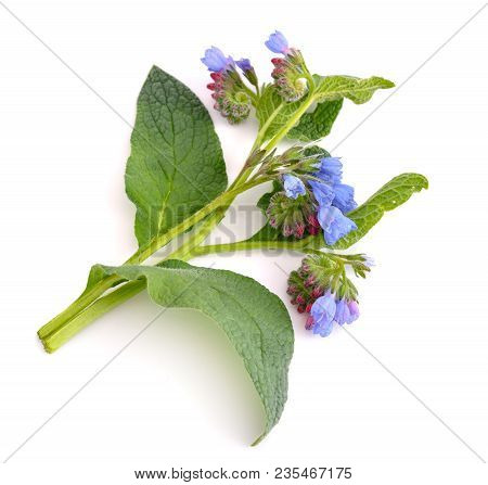 Symphytum Or Comfrey  Isolated On White Background