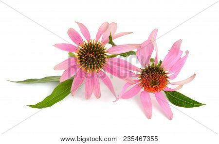 Echinacea Purpurea (eastern Purple Coneflower Or Purple Coneflower) Isolated.