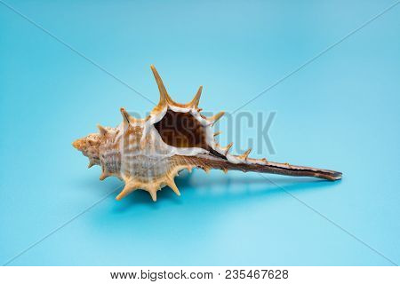 Conch Shell On A Blue Background Horizontal
